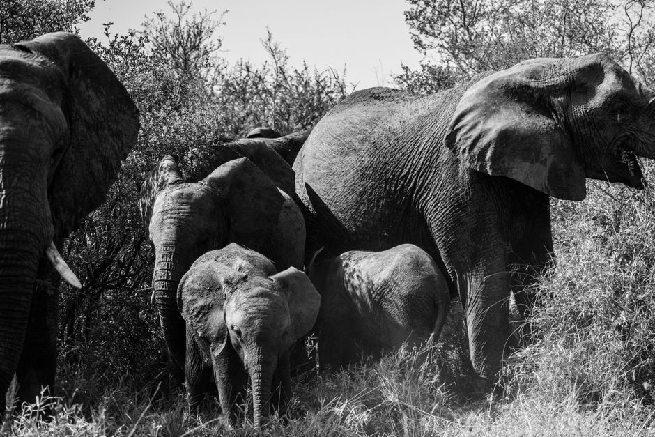 A family of African elephants grazing in the lush wilderness of South Africa, captured in black and white.