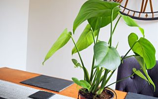 What I Brought From Patch Plants | Indoor Plants