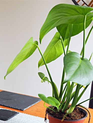 What I Brought From Patch Plants | Indoor Plants