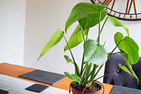 What I Brought From Patch Plants | Indoor Plants What I Brought From Patch Plants | Indoor Plants