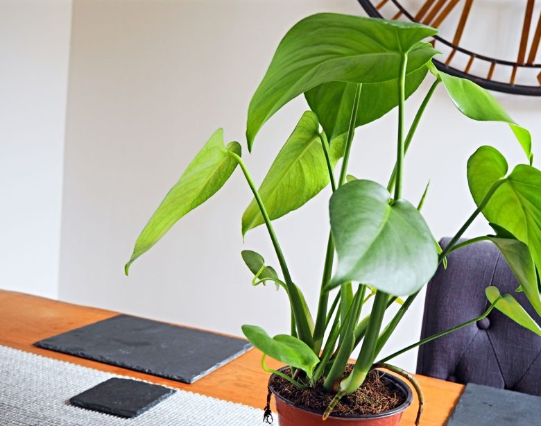 What I Brought From Patch Plants | Indoor Plants
