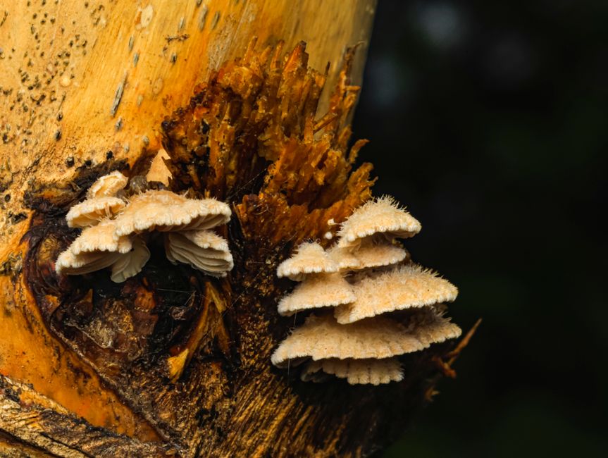 Detailed view of mushrooms growing on tree bark in a forest setting.