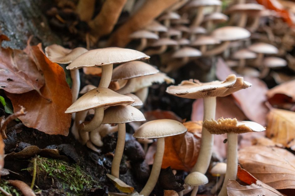 Close-up of mushrooms growing amidst fallen autumn leaves on a forest floor.
